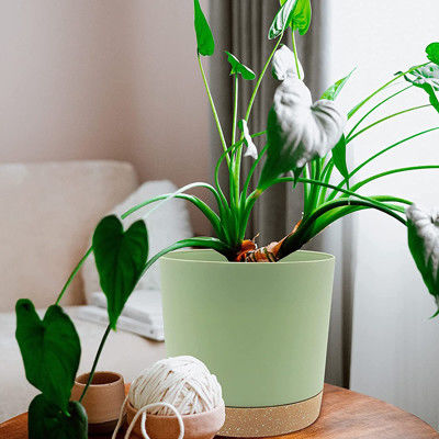 Potes plásticos interiores de la planta verde con los agujeros del drenaje y la base desprendible
