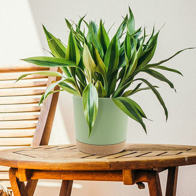 Potes plásticos interiores de la planta verde con los agujeros del drenaje y la base desprendible